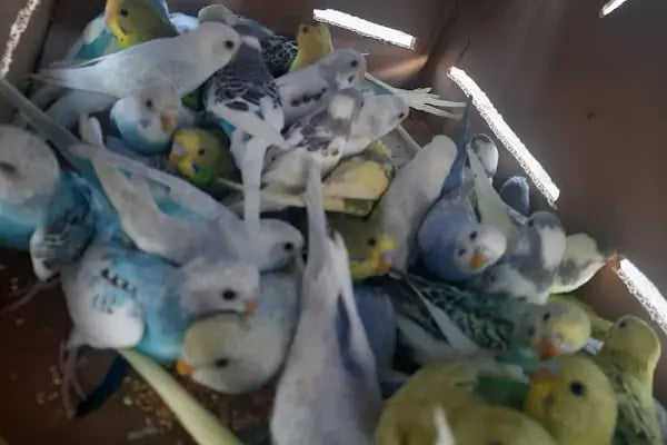 Ceyhan Duru Pet Shop - Resim 11