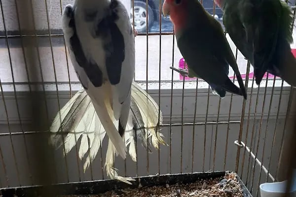 Ceyhan Duru Pet Shop - Resim 3