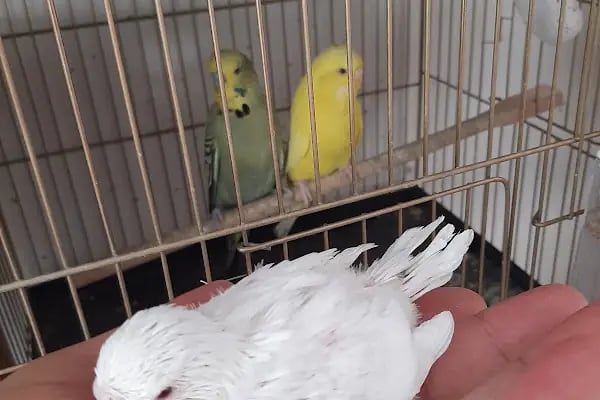 Ceyhan Duru Pet Shop - Resim 9