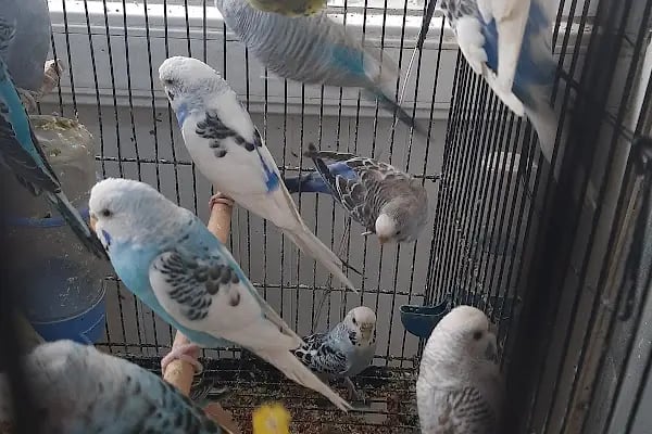 Ceyhan Duru Pet Shop - Resim 7