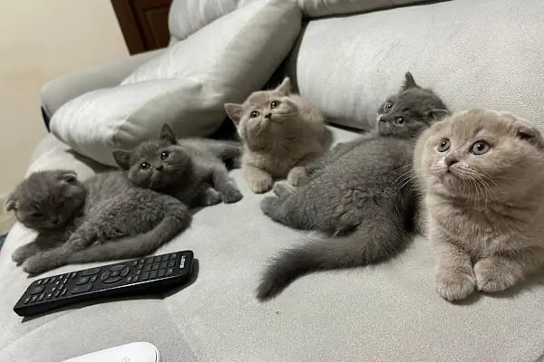 Ceyhan Duru Pet Shop - Resim 4
