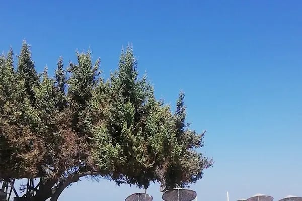 Boyalık Plajı - Resim 18