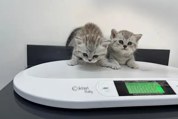 Vetluck Veteriner Kliniği - Resim 3