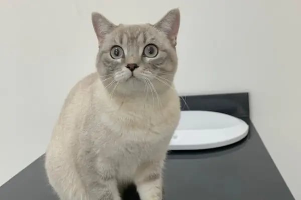 Vetluck Veteriner Kliniği - Resim 4