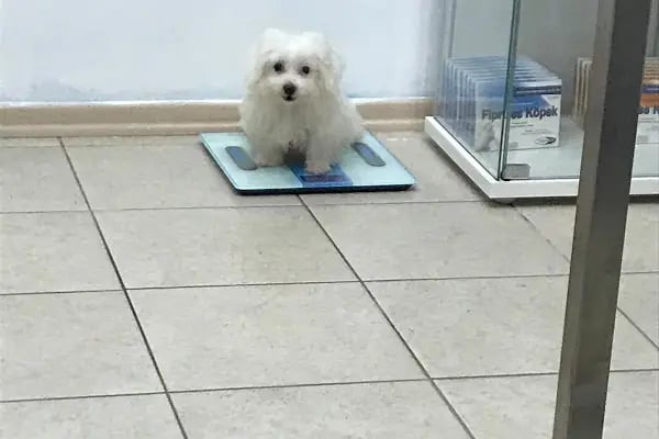 VetGO Veteriner Polikliniği - Resim 10