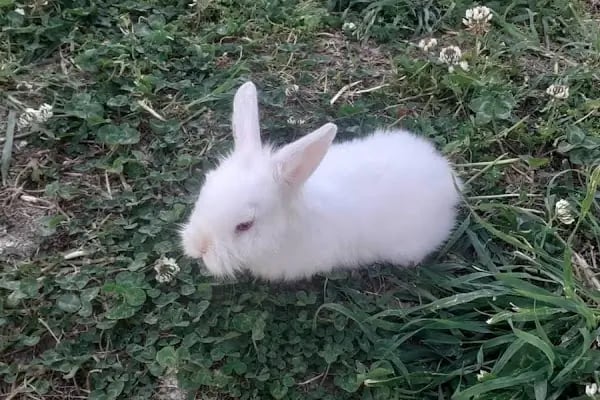 Elif Akvaryum Pet Shop - Resim 8