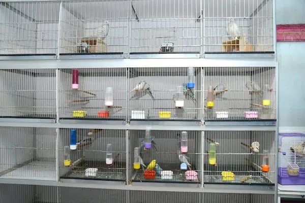 Elif Akvaryum Pet Shop - Resim 5