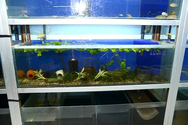 Elif Akvaryum Pet Shop - Resim 18