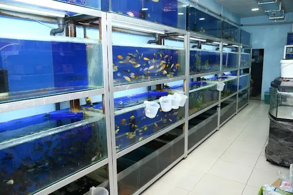 Elif Akvaryum Pet Shop - Resim 9