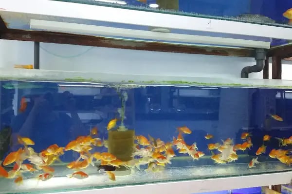 Elif Akvaryum Pet Shop - Resim 15