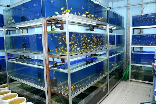 Elif Akvaryum Pet Shop - Resim 6