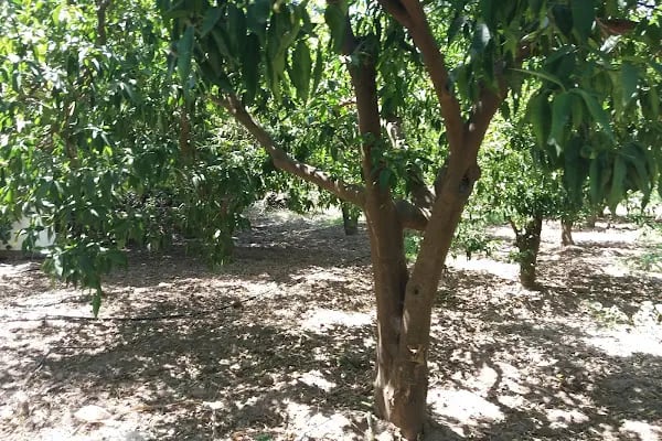 Bodrum Yadigarı - Resim 17
