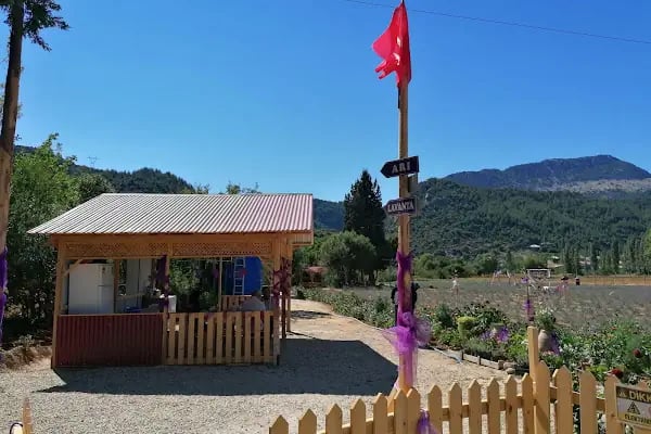 ARI Lavanta Bahçesi - Resim 3