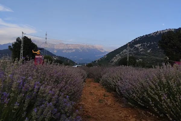ARI Lavanta Bahçesi - Resim 18