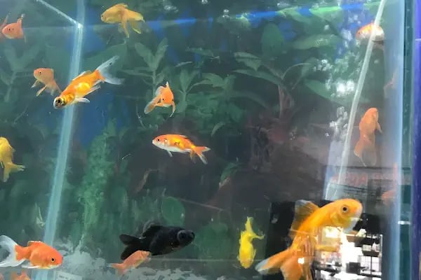 Alya petshop - Resim 20