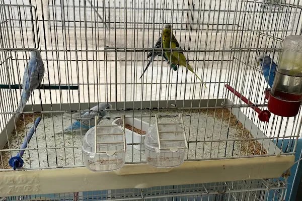 Alya petshop - Resim 16