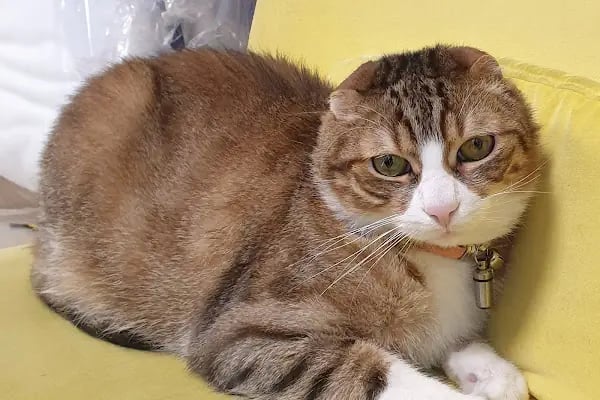 Bakırköy Veteriner - Citypet Veteriner Kliniği - Resim 12