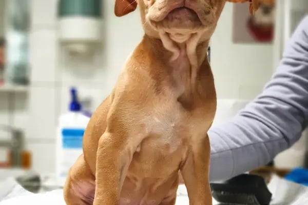 Bakırköy Veteriner - Citypet Veteriner Kliniği - Resim 5