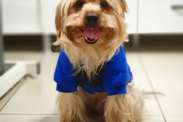 Bakırköy Veteriner - Citypet Veteriner Kliniği - Resim 9