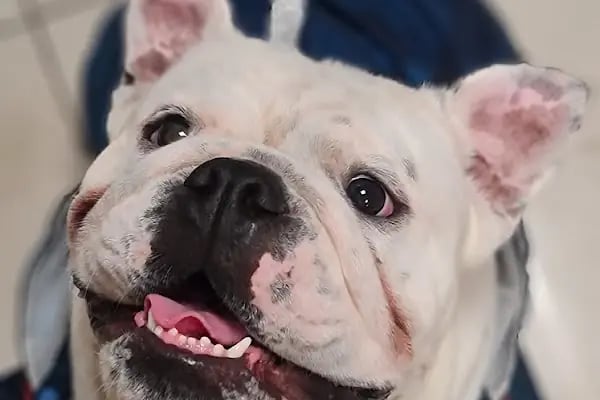 Bakırköy Veteriner - Citypet Veteriner Kliniği - Resim 20