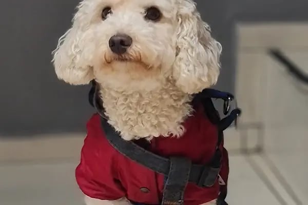 Bakırköy Veteriner - Citypet Veteriner Kliniği - Resim 2