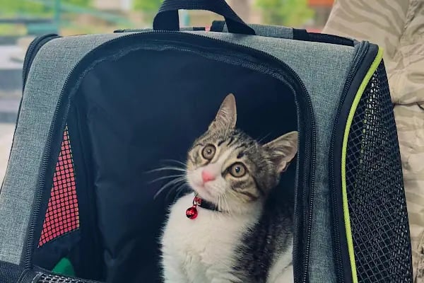 Bakırköy Veteriner - Citypet Veteriner Kliniği - Resim 3