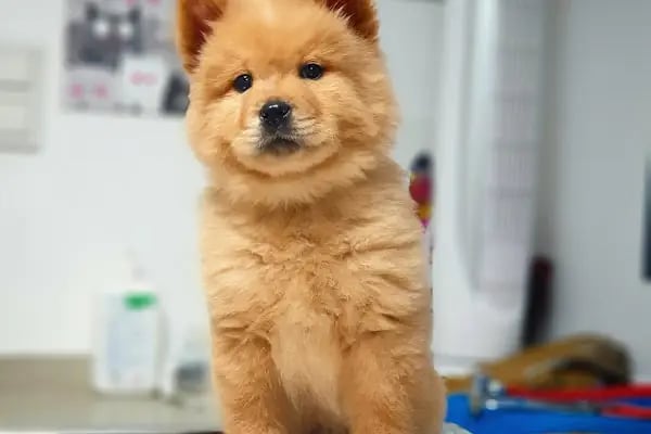 Bakırköy Veteriner - Citypet Veteriner Kliniği - Resim 4