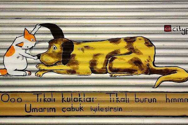 Bakırköy Veteriner - Citypet Veteriner Kliniği - Resim 8
