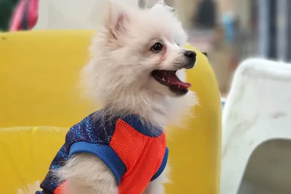 Bakırköy Veteriner - Citypet Veteriner Kliniği - Resim 6