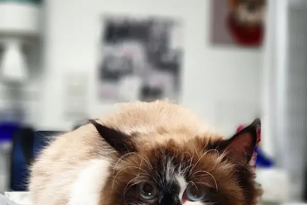 Bakırköy Veteriner - Citypet Veteriner Kliniği - Resim 14