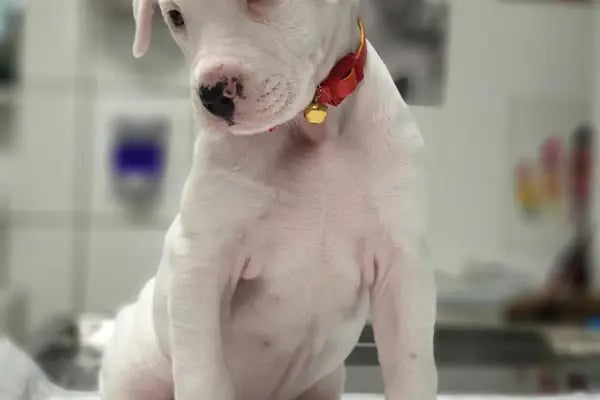 Bakırköy Veteriner - Citypet Veteriner Kliniği - Resim 13