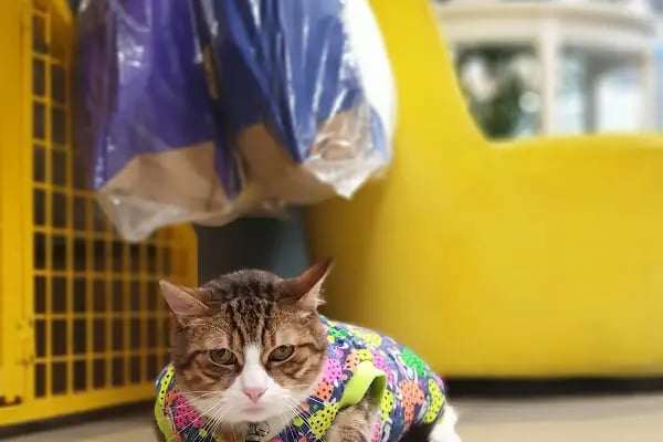 Bakırköy Veteriner - Citypet Veteriner Kliniği - Resim 18