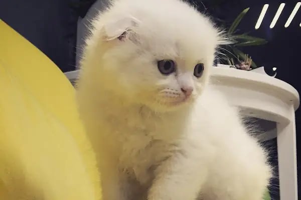 Bakırköy Veteriner - Citypet Veteriner Kliniği - Resim 1