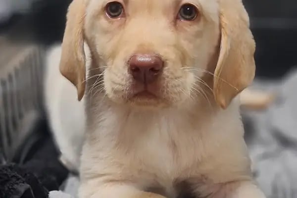 Bakırköy Veteriner - Citypet Veteriner Kliniği - Resim 17