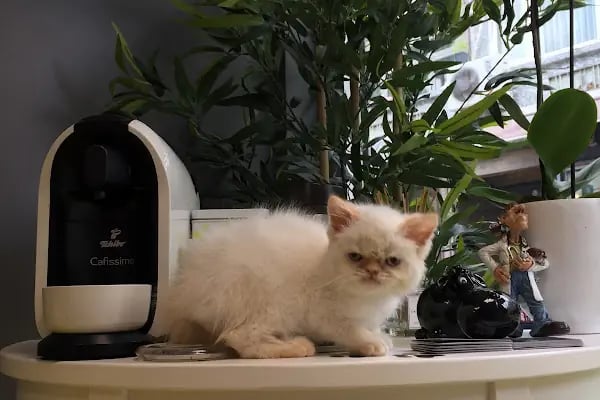 Bakırköy Veteriner - Citypet Veteriner Kliniği - Resim 19