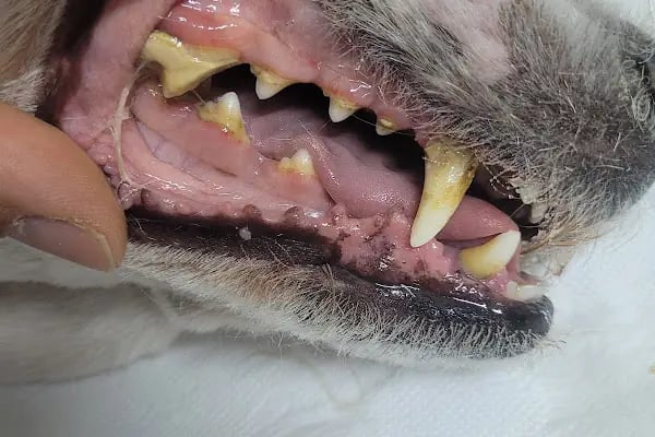 WellVet Veteriner Sağlık Merkezi - Resim 10