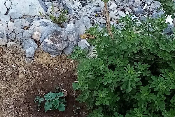 Pullu 1 Tabiat Parkı - Resim 10