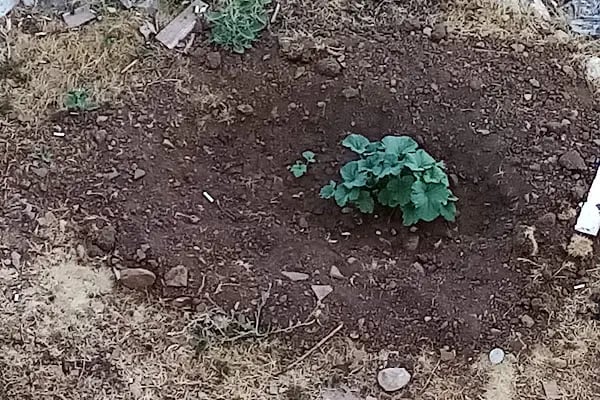 Pullu 1 Tabiat Parkı - Resim 12