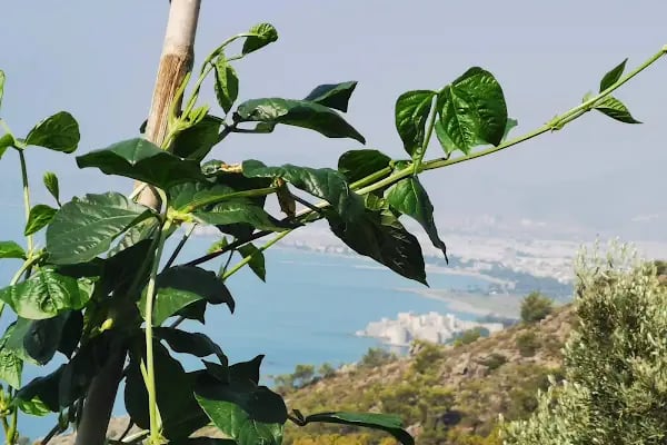 Pullu 1 Tabiat Parkı - Resim 9