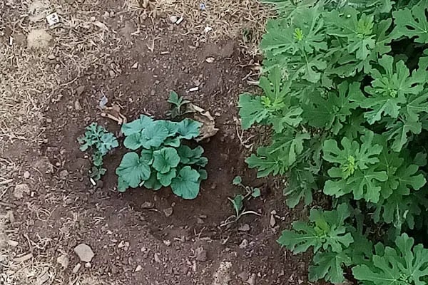 Pullu 1 Tabiat Parkı - Resim 4