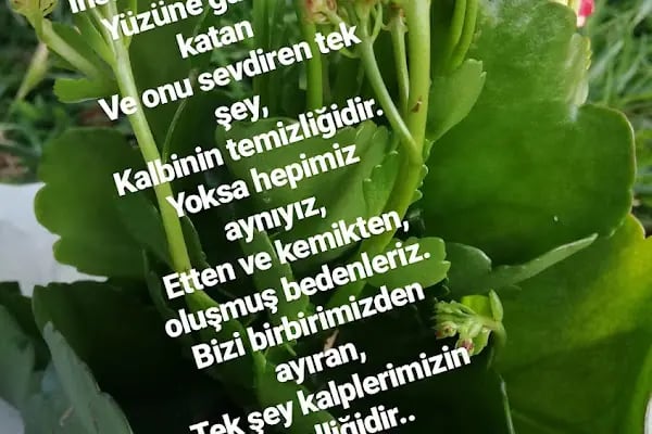 Terasevler koop. - Resim 12