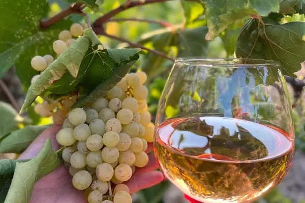 Suva Winery - Resim 16