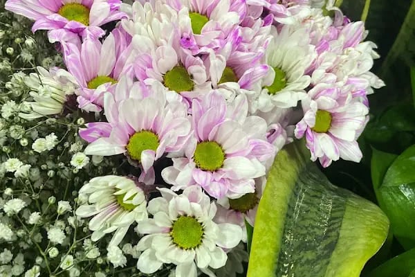 Avcılar çiçek/ Lal Flower - Resim 18