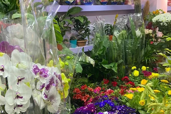 Avcılar çiçek/ Lal Flower - Resim 15