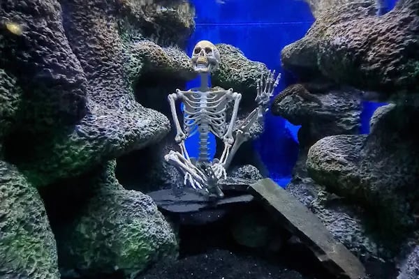 Yalçın Akvaryum & Pet Shop - Resim 3