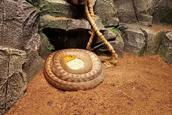 Yalçın Akvaryum & Pet Shop - Resim 5