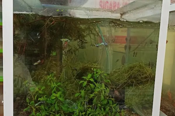 Buse Kuş ve Balık Petshop - Resim 13