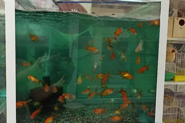 Buse Kuş ve Balık Petshop - Resim 3