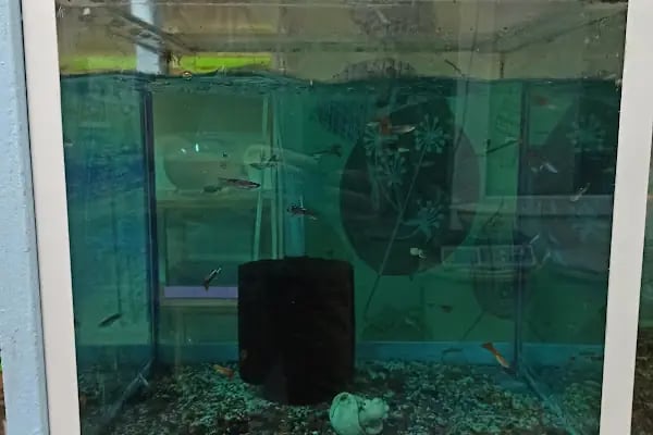 Buse Kuş ve Balık Petshop - Resim 10
