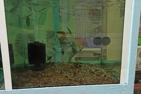 Buse Kuş ve Balık Petshop - Resim 4